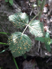 Phragmidium rubi-idaei