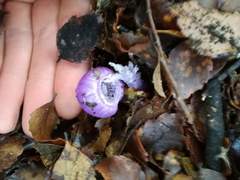 Cortinarius porphyroideus