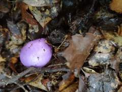 Cortinarius porphyroideus