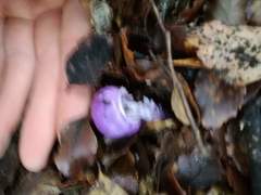 Cortinarius porphyroideus