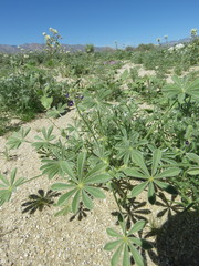 Lupinus shockleyi