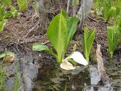 Lysichiton camtschatcensis