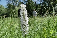 Dactylorhiza maculata
