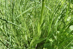 Dactylorhiza maculata