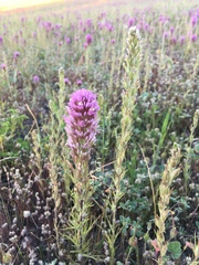 Castilleja attenuata
