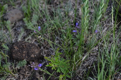 Polygala tenuifolia