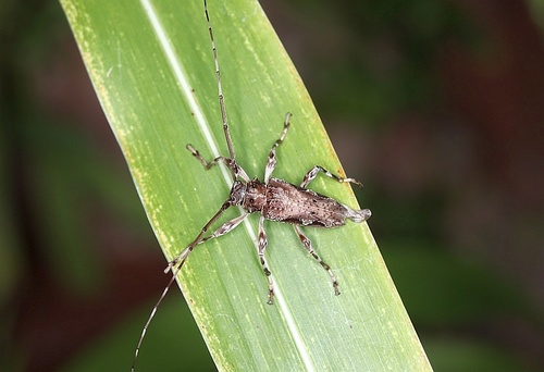 Oreodera bituberculata