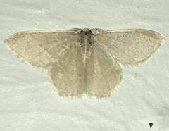 Chlorochlamys appellaria