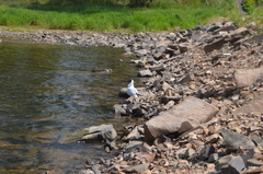 Chroicocephalus ridibundus