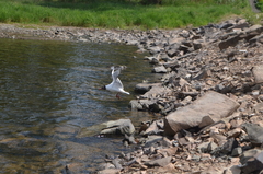 Chroicocephalus ridibundus