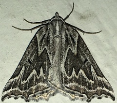 Plataea californiaria