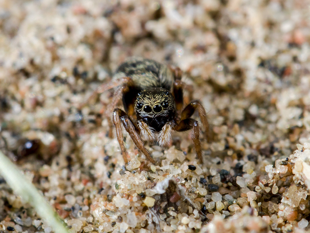 Chalcoscirtus karakurt