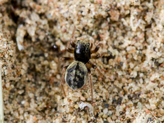 Chalcoscirtus karakurt