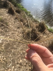 Enteropogon acicularis