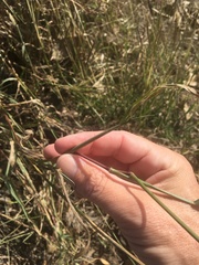 Enteropogon acicularis