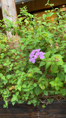 Lantana montevidensis