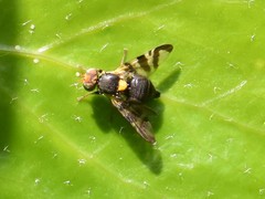 Rhagoletis cerasi