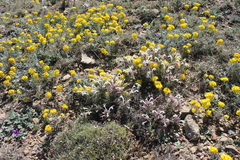 Castilleja mexicana
