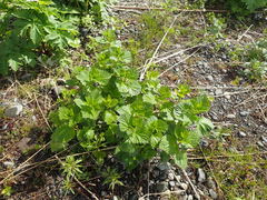 Urtica platyphylla