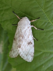 Lepidoptera