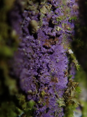 Byssomerulius psittacinus