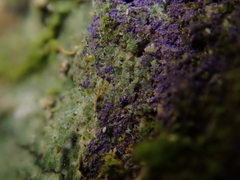 Byssomerulius psittacinus