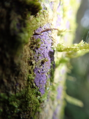 Byssomerulius psittacinus