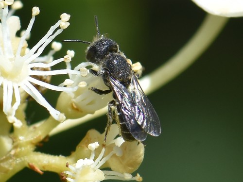 Large-headed Armoured-Resin bee, Groesbeek, Nederland, photo 3 of 10