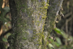 Byssomerulius psittacinus