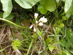 Gagea triflora