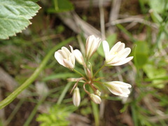 Gagea triflora
