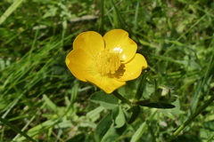 Ranunculus tuberosus