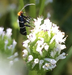 Adela trigrapha
