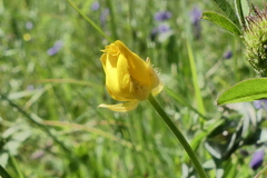 Ranunculus tuberosus
