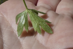 Ranunculus tuberosus
