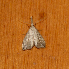 Trigonistis demonias