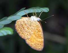 Mazia amazonica