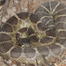 Northern Pacific Rattlesnake - Photo (c) owenrtm77, some rights reserved (CC BY-NC)