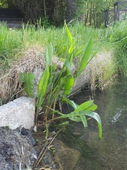 Rumex hydrolapathum