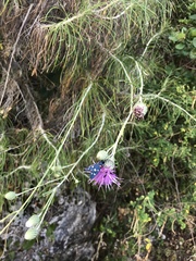 Ptilostemon chamaepeuce