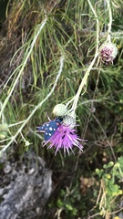 Ptilostemon chamaepeuce