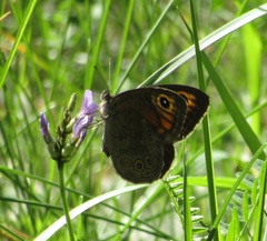 Lasiommata
