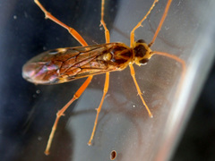 Tenthredopsis nassata