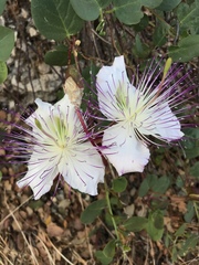 Capparis