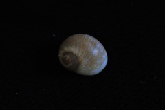 Natica pseustes
