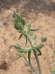 Frasera albomarginata