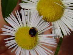 Coccinula crotchi
