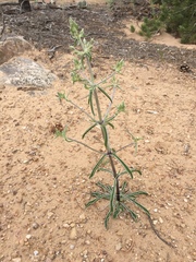 Frasera albomarginata