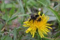 Bombus bohemicus