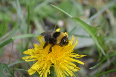 Bombus bohemicus